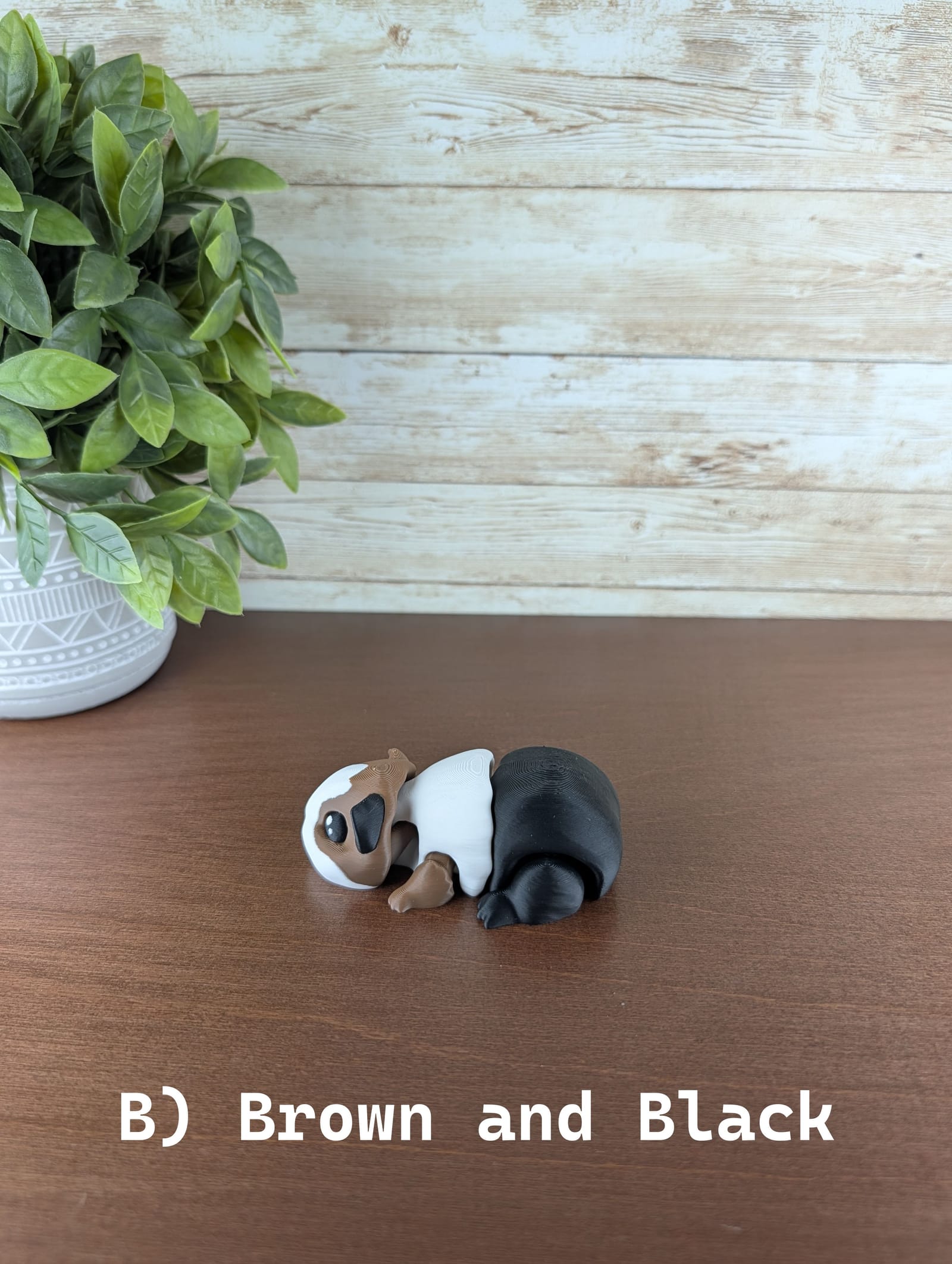 Guinea Pig thumbnail 4