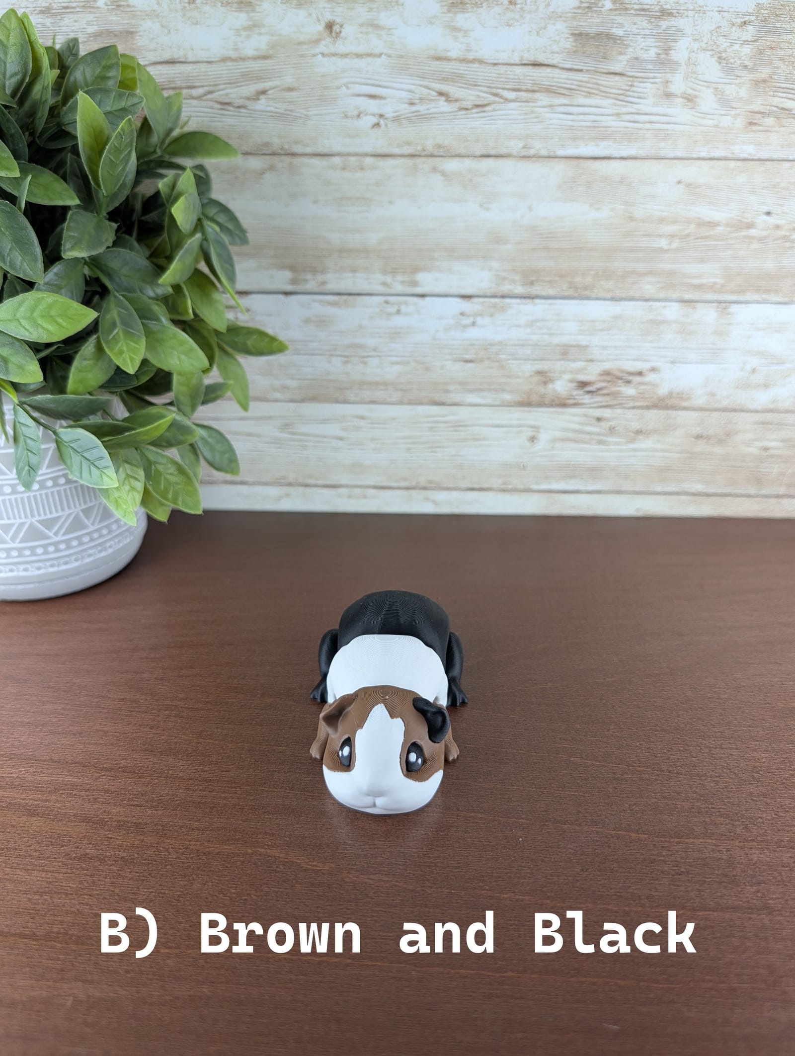 Guinea Pig thumbnail 5