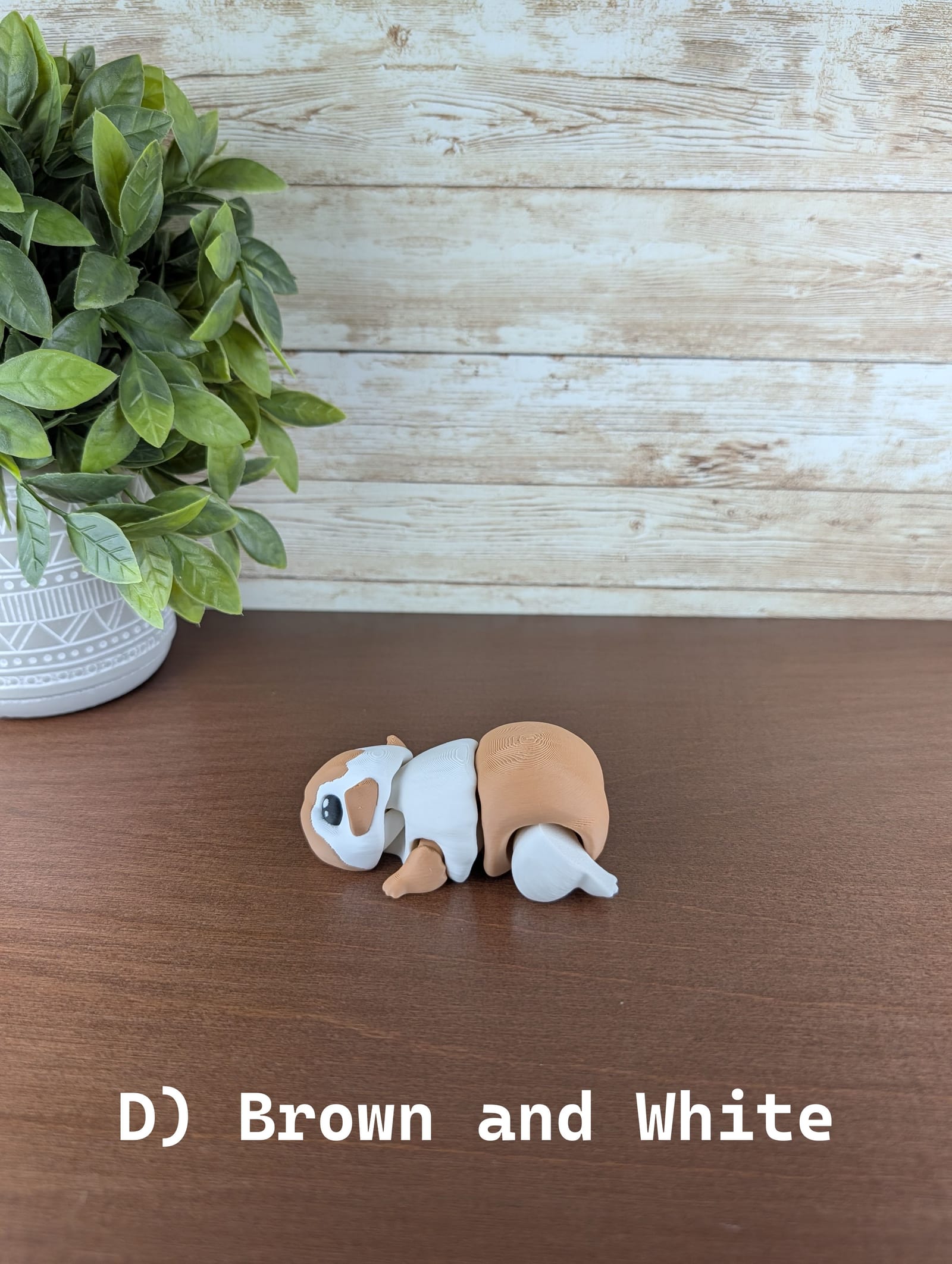 Guinea Pig thumbnail 8