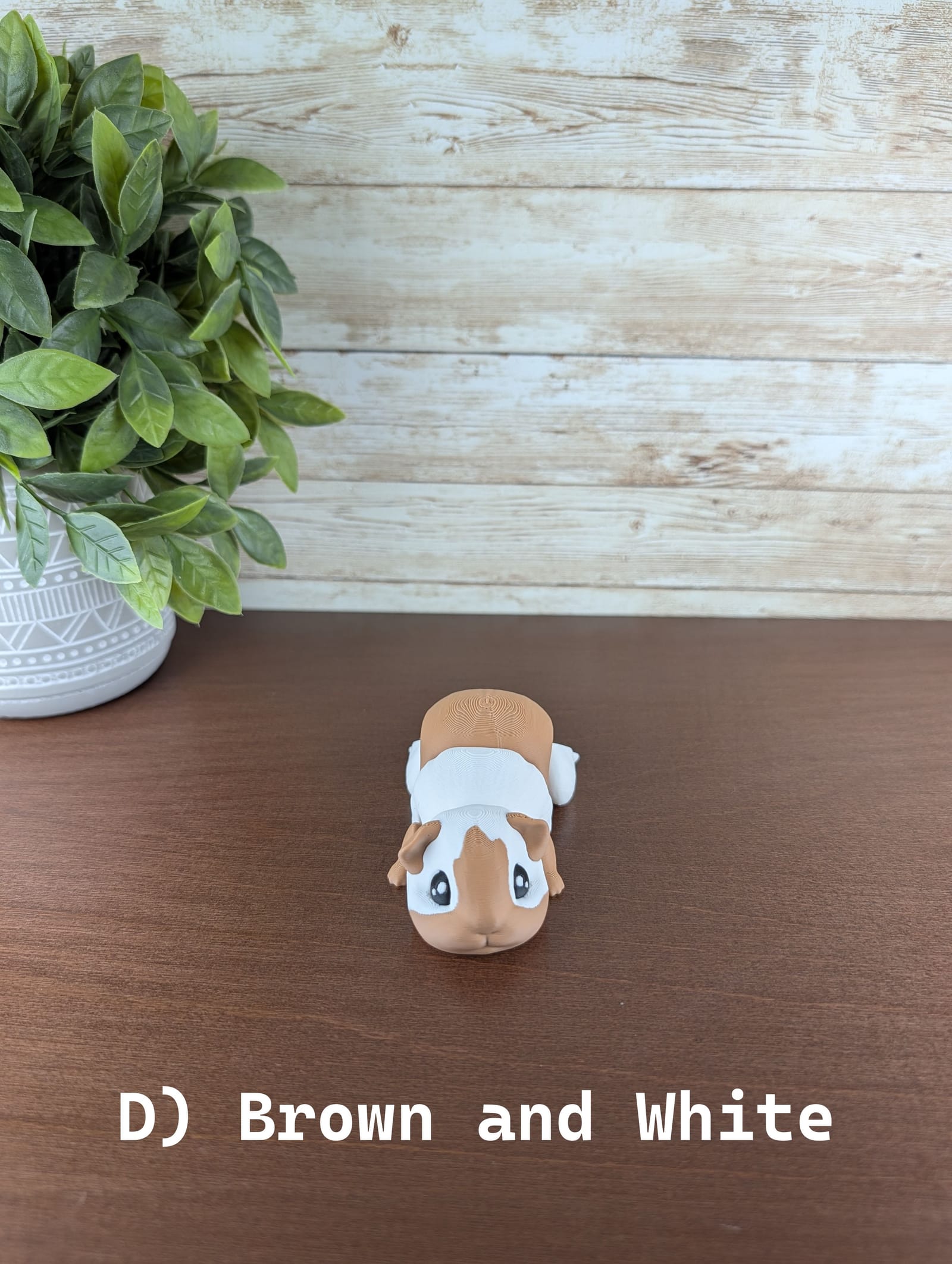 Guinea Pig thumbnail 9