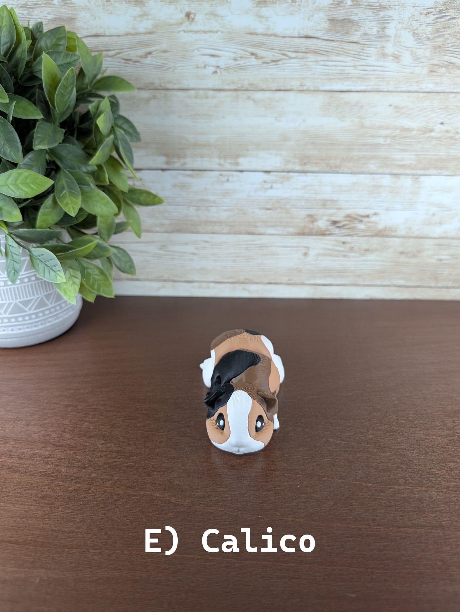 Guinea Pig thumbnail 11